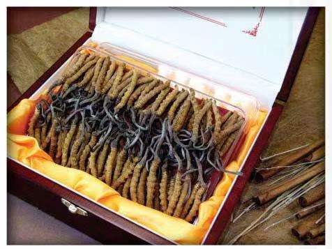 石林冬虫夏草回收